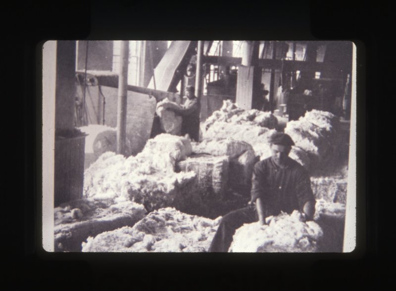 Wool production.