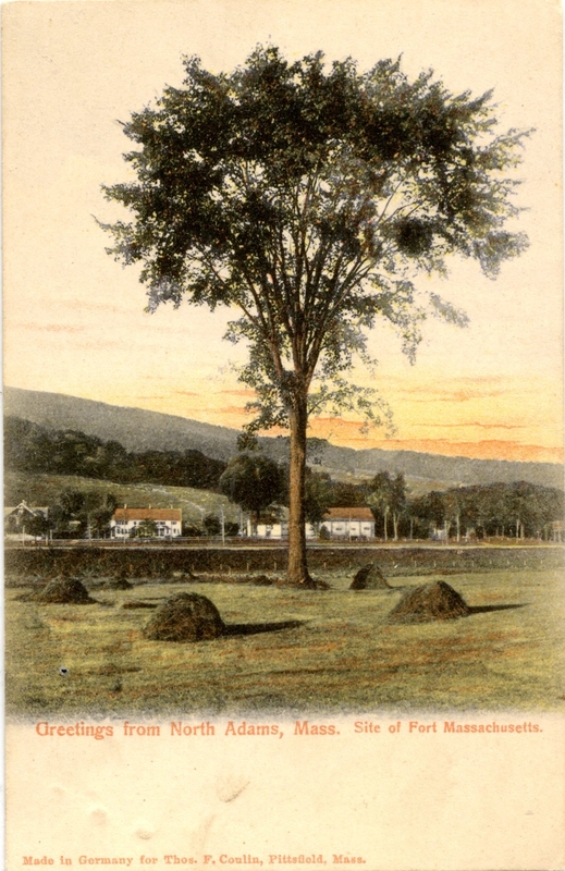 The Perry Elm.
